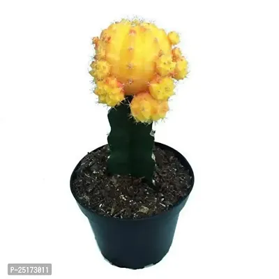 Enrich Plants Live Plants for Indoor Home D?cor | Moon Cactus Yellow|Indoor Plant|SHLOKU_4090(1)-thumb0