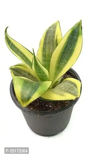 ENRICH PLANTS :: Sansevieria :: Natural Live Plant :: Plastic Pot :: Air Purifying :: Home Decor ::