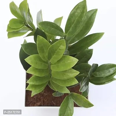 ENRICH PLANTS : ZAMIA (ZZ Plant),Live Plant, Air Purifying,Home Decor Plant,