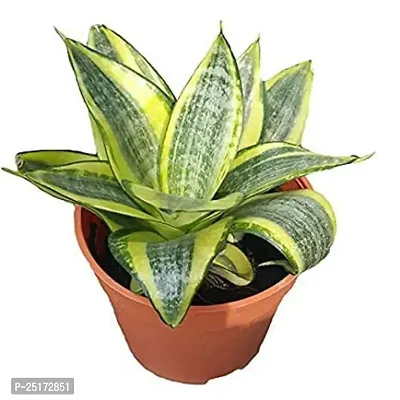 ENRICH PLANTS :: Sansevieria - Snake plant :: Natural Live Plant :: Plastic Pot :: Air Purifying :: Home Decor ::