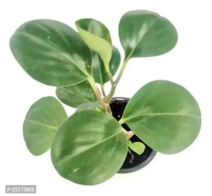 ENRICH PLANTS :: PEPROMIA GREEN :: Natural Live Plant :: Plastic Pot :: Air Purifying :: Home Decor Plant ::-thumb0