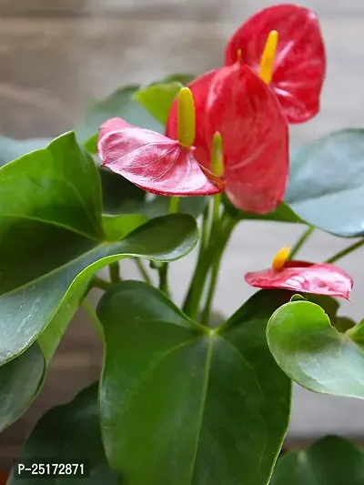 ENRICH PLANTS : ANTHURIUM RED, Exotic Live Plant, Home Decor Plant, Air Purifying,-thumb0