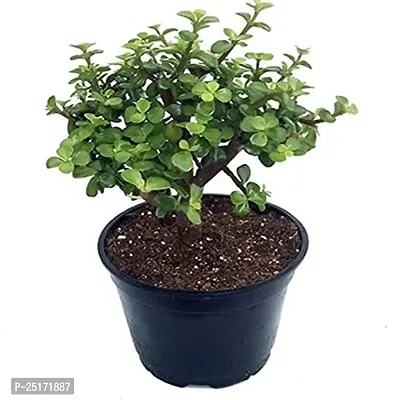 ENRICH PLANTS : JADE, Good Luck, Home Decor Live Plant, Air Purifying,