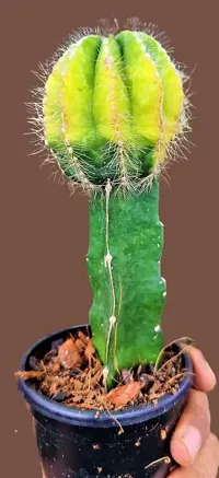 Enrich Plants Live Plants for Indoor Home Dcor | Cactus (Big) |Indoor Plant|SHLOKU_3128(1)-thumb2