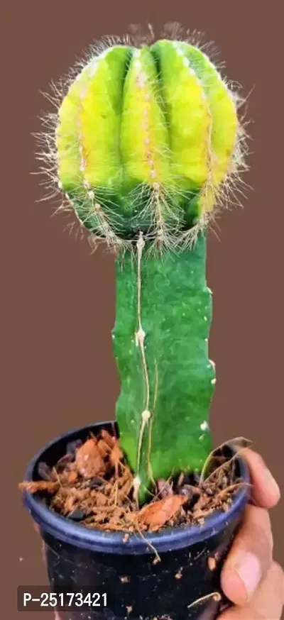 Enrich Plants Live Plants for Indoor Home Dcor | Cactus (Big) |Indoor Plant|SHLOKU_3128(1)-thumb3