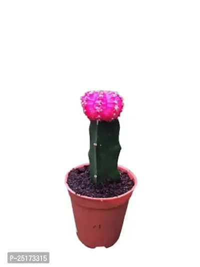 ENRICH PLANTS :: Moon Cactus Red :: Natural Live Plant :: Plastic Pot :: Air Purifying :: Home Decor Plant ::