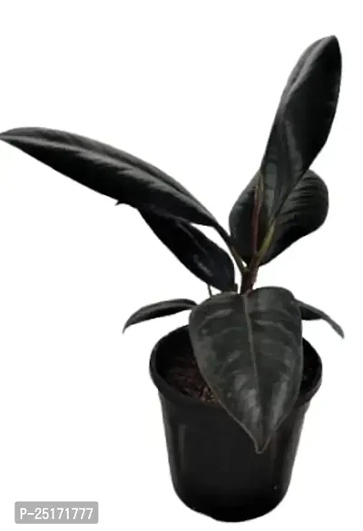 ENRICH PLANTS : RUBBER, Home Decor Live Plant, Air Purifying, Good Luck,-thumb2