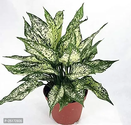 ENRICH PLANTS : AGLONEMA SNOW WHITE, Home Dcor Live Plant, Air Purifying,-thumb0