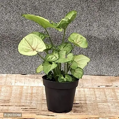 ENRICH PLANTS : SYNGONIUM, Home Dcor Live Plant, Air Purifying,