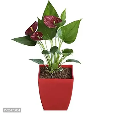 ENRICH PLANTS : ANTHURIUM RED, Exotic Live Plant, Home Decor Plant, Air Purifying,