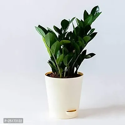 ENRICH PLANTS : ZAMIA (ZZ Plant),Live Plant, Air Purifying,Home Decor Plant,-thumb0