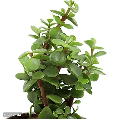 ENRICH PLANTS : JADE, Good Luck, Home Decor Live Plant, Air Purifying,-thumb3