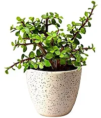 ENRICH PLANTS : JADE, Good Luck, Home Decor Live Plant, Air Purifying,-thumb3