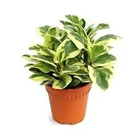 ENRICH PLANTS : Moneyplant Scindapsus,Live Plant, Air Purifying, Good Luck.-thumb1