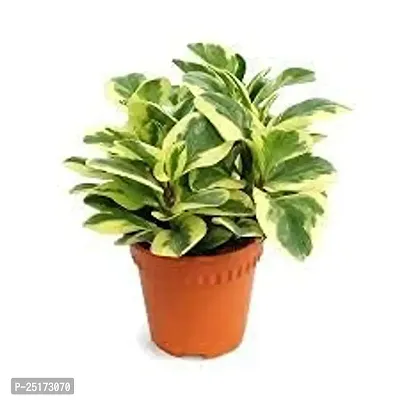 ENRICH PLANTS : Moneyplant Scindapsus,Live Plant, Air Purifying, Good Luck.-thumb2