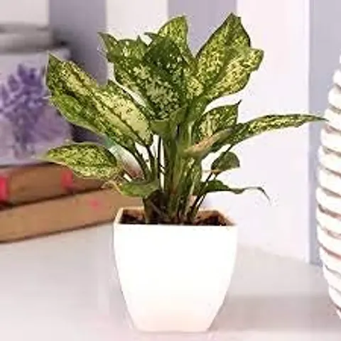 New Arrival Plant & Planters 