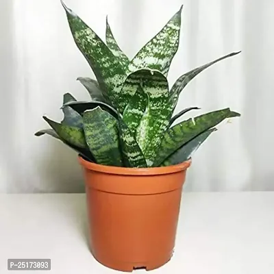 ENRICH PLANTS :: Sansevieria - Snake plant :: Natural Live Plant :: Plastic Pot :: Air Purifying :: Home Decor ::