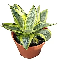 ENRICH PLANTS : Sansevieria Hahnii Golden, Snake Plant,Live Plant, Ceramic Pot, Air Purifying,Home Dcor Plant,-thumb2