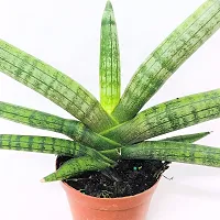 ENRICH PLANTS : Sansevieria Cylindrica Boncel, Snake Plant,Live Plant, Air Purifying,Home Dcor Plant,-thumb1