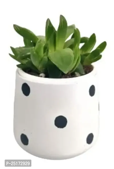 Enrich Plants Live Plants for Indoor Home D?cor | SUCCULENT (Big) |Indoor Plant|SHLOKU_3166(1)