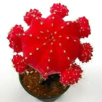 ENRICH PLANTS : Moon Cactus (Pink),Live Plant, Air Purifying, Succulent,-thumb2