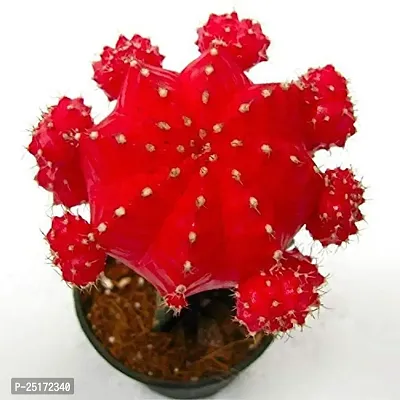 ENRICH PLANTS : Moon Cactus (Pink),Live Plant, Air Purifying, Succulent,-thumb3