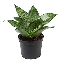 ENRICH PLANTS : Sansevieria Hahnii Green Dwarf, Snake Plant,Live Plant, Air Purifying,Home Dcor Plant,-thumb1