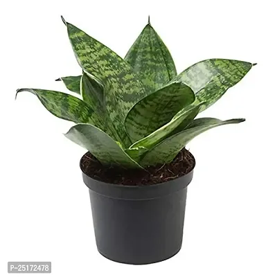 ENRICH PLANTS : Sansevieria Hahnii Green Dwarf, Snake Plant,Live Plant, Air Purifying,Home Dcor Plant,-thumb2