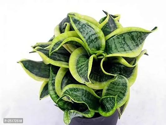 ENRICH PLANTS : Sensevieria Twist, Snake Plant,Live Plant, Air Purifying,Home Dcor Plant,-thumb3