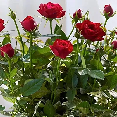 ENRICH PLANTS : ROSE,Live Plant, Air Purifying,Home Dcor Plant,