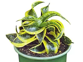 ENRICH PLANTS :: Sansevieria - Snake plant :: Natural Live Plant :: Plastic Pot :: Air Purifying :: Home Decor ::-thumb1