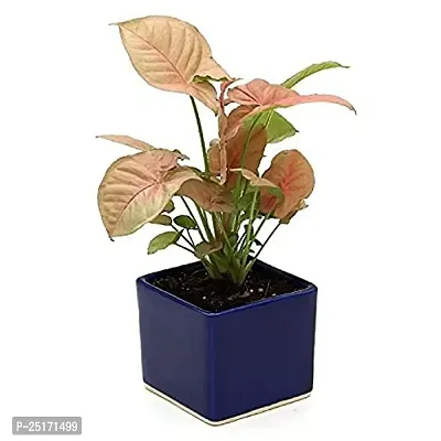 ENRICH PLANTS : SYNGONIUM, Home Dcor Live Plant, Air Purifying,-thumb0