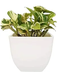 ENRICH PLANTS : Moneyplant Scindapsus,Live Plant, Air Purifying, Good Luck.-thumb3