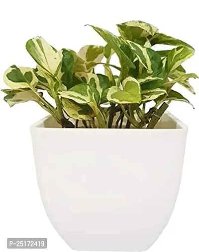 ENRICH PLANTS : Moneyplant Scindapsus,Live Plant, Air Purifying, Good Luck.-thumb4