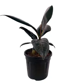 ENRICH PLANTS : RUBBER, Home Decor Live Plant, Air Purifying, Good Luck,-thumb3