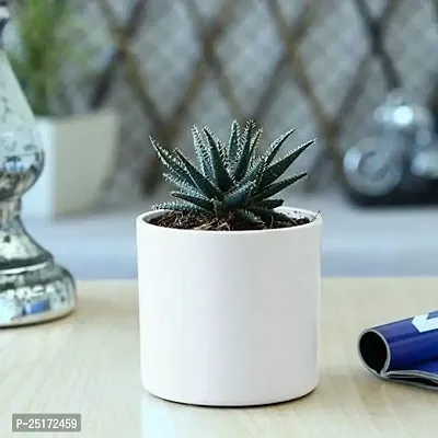 ENRICH PLANTS : HOWARTHIA, Snake Plant,Live Plant, Air Purifying,Home Dcor Plant,