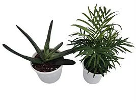 ENRICH PLANTS :: Gasteria Little Warty + Bamboo Palm :: Natural Live Plant :: Plastic Pot :: Home Decor Plant ::-thumb1