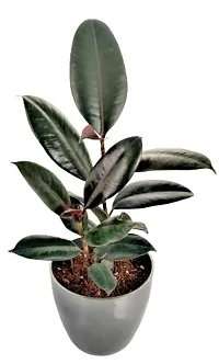 ENRICH PLANTS : RUBBER, Home Decor Live Plant, Air Purifying, Good Luck,-thumb3