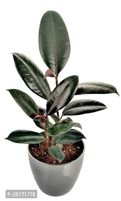 ENRICH PLANTS : RUBBER, Home Decor Live Plant, Air Purifying, Good Luck,-thumb4