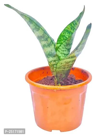 ENRICH PLANTS : Sensevieria, Snake Plant,Live Plant, Air Purifying,Home Dcor Plant,