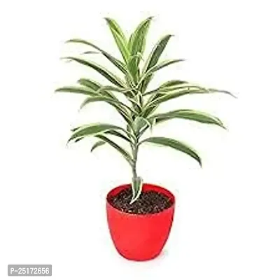 ENRICH PLANTS : Song of India,Live Plant, Air Purifying,Home Dcor Plant,-thumb0