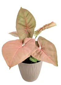 ENRICH PLANTS : SYNGONIUM, Home Dcor Live Plant, Air Purifying,-thumb1