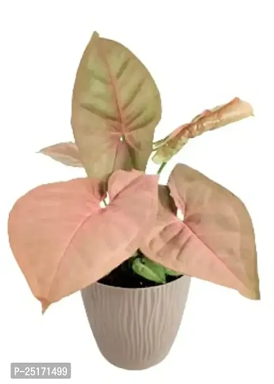 ENRICH PLANTS : SYNGONIUM, Home Dcor Live Plant, Air Purifying,-thumb2