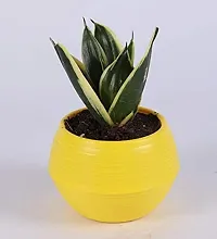 ENRICH PLANTS :: Sansevieria - Snake plant :: Natural Live Plant :: Plastic Pot :: Air Purifying :: Home Decor ::-thumb1