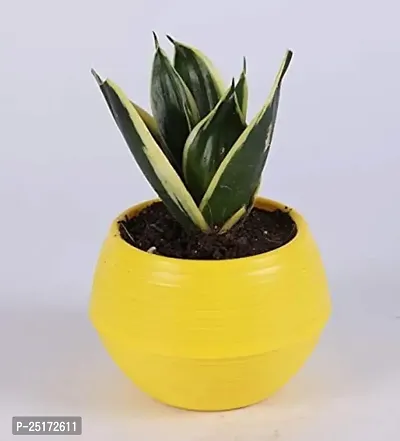 ENRICH PLANTS :: Sansevieria - Snake plant :: Natural Live Plant :: Plastic Pot :: Air Purifying :: Home Decor ::-thumb2