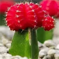 ENRICH PLANTS : Moon Cactus (RED),Live Plant, Air Purifying, Succulent,-thumb2