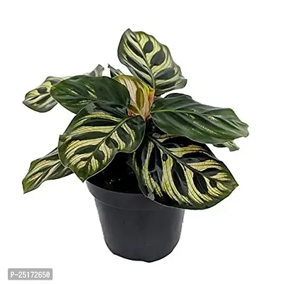 ENRICH PLANTS : CALETHIA,Live Plant, Air Purifying,Home Dcor Plant,-thumb0