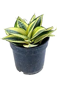 ENRICH PLANTS : Sansevieria Hahnii Golden, Snake Plant,Live Plant, Ceramic Pot, Air Purifying,Home Dcor Plant,-thumb4