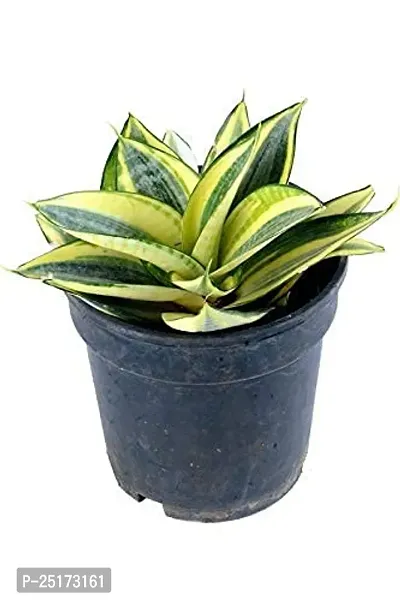 ENRICH PLANTS : Sansevieria Hahnii Golden, Snake Plant,Live Plant, Ceramic Pot, Air Purifying,Home Dcor Plant,-thumb5