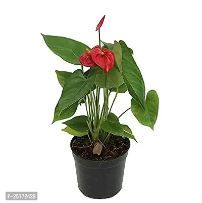 ENRICH PLANTS : ANTHURIUM RED, Exotic Live Plant, Home Decor Plant, Air Purifying,-thumb0